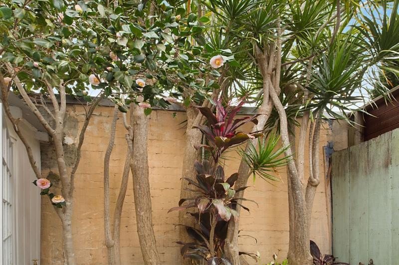 סידני Paddington Garden Cottage With Fast Wifi מראה חיצוני תמונה